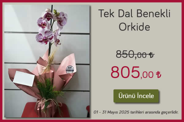 Tek Dal Benekli Orkide Kampanya 01 - 31 Mayıs 2025 tarihleri arası geçerli, tavşanlı çiçekçi