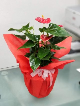 Antoryum (Anthurium) - Tavşanlı çiçekçi