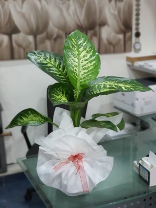 Dieffenbachia Tropic Orta Boy - Tavşanlı çiçekçi