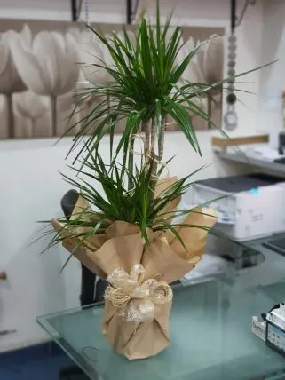 Orta Boy İkili Dracena Marginata - Tavşanlı Çiçek