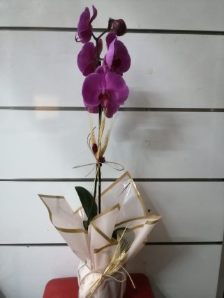 Tek Dal Mor Orkide - Tavşanlı Çiçekçi