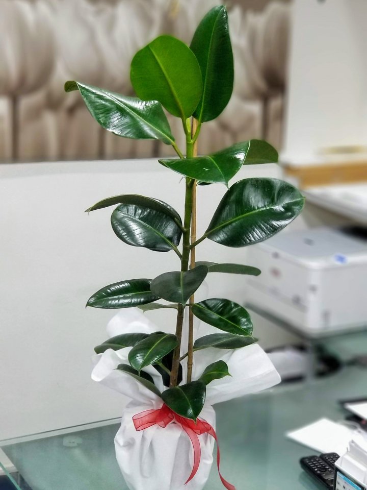 Kauçuk Bitkisi- Tavşanlı Çiçekçi