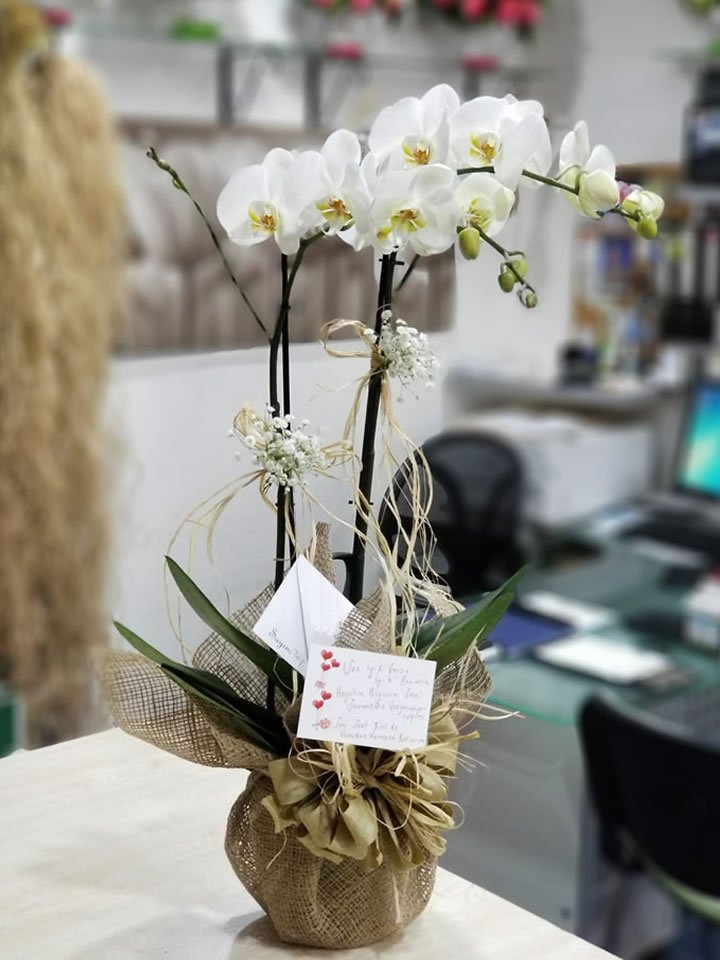 İki Dal Beyaz Orkide - Tavşanlı çiçekçi