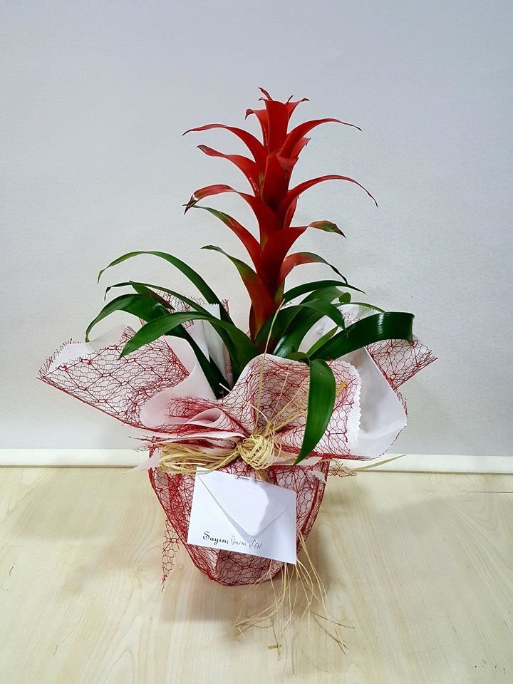 Guzmania (Guzmanya) - Tavşanlı Çiçek Siparişi