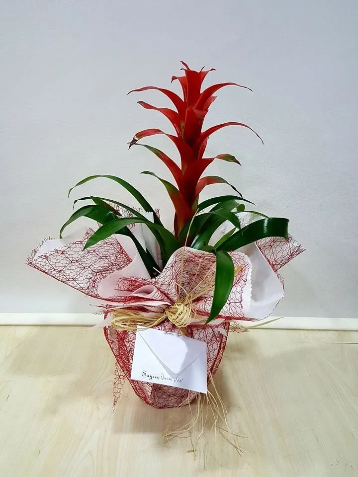Guzmania (Guzmanya) - Tavşanlı Çiçek Siparişi