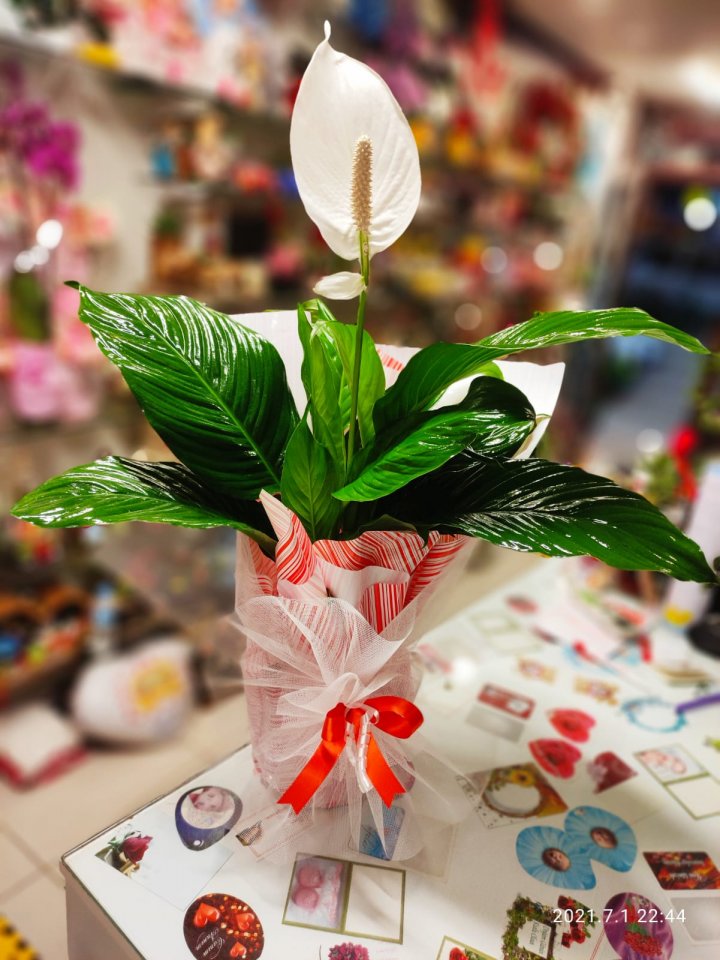 Orta Boy Spathiphyllum - Tavşanlı çiçek siparişi