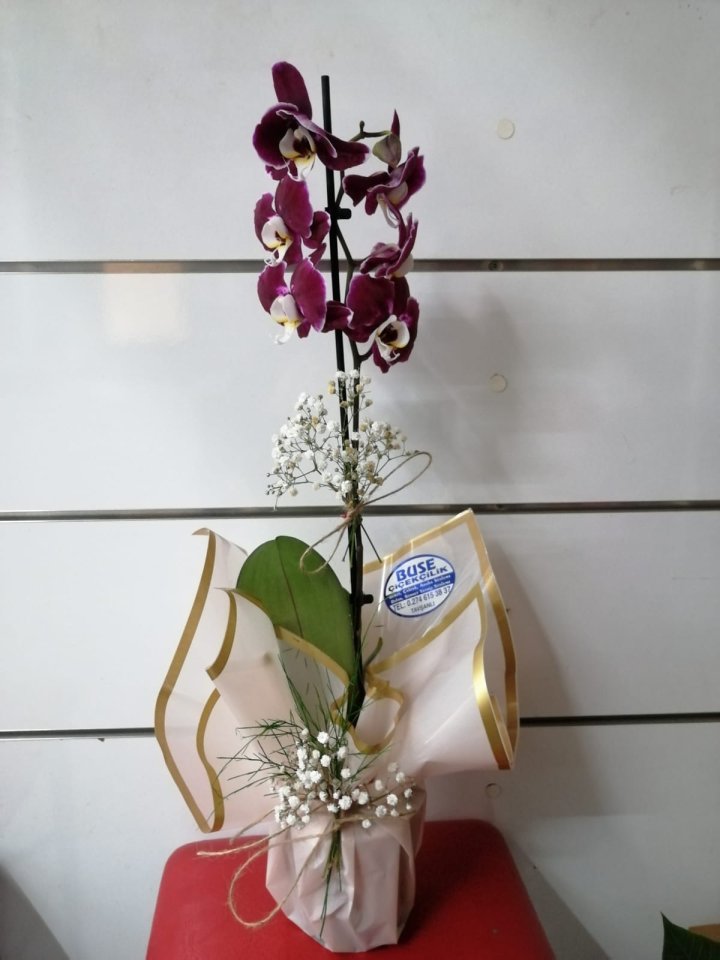 Tek Dal Desenli Orkide - Tavşanlı Çiçek