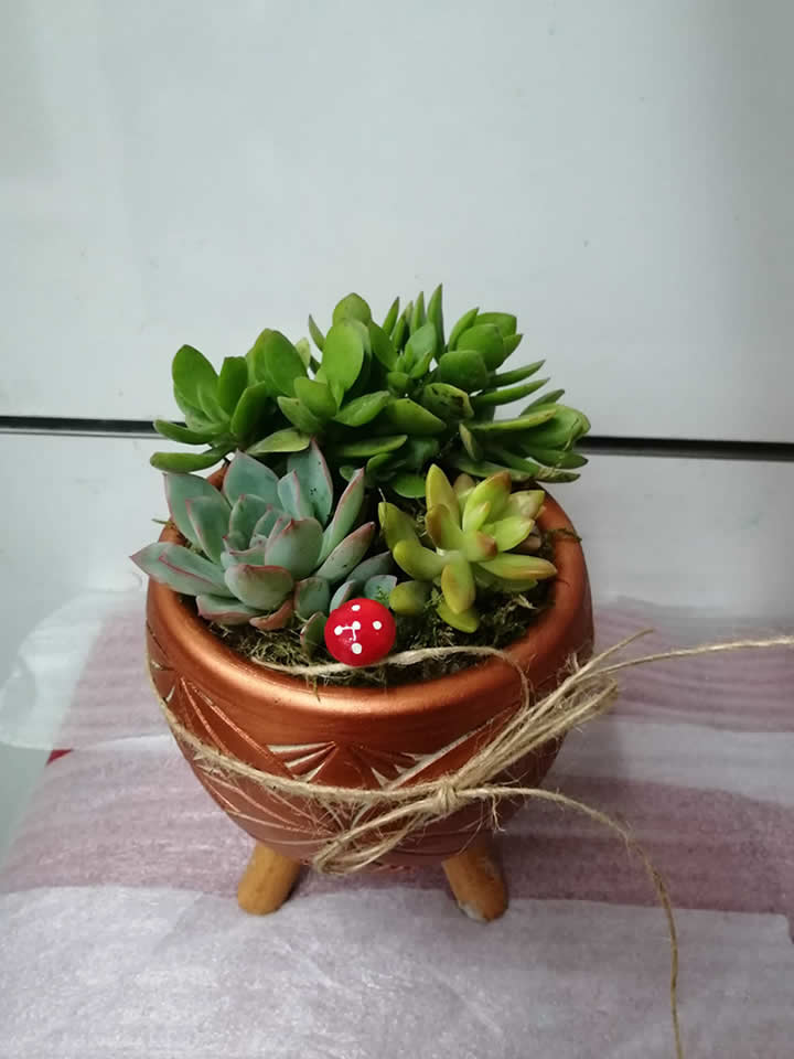 Teraryum 7, Tavşanlı Çiçekçi