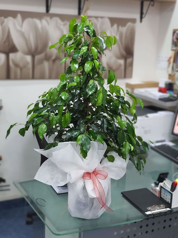 Ficus Benjamin - Tavşanlı Çiçekçi