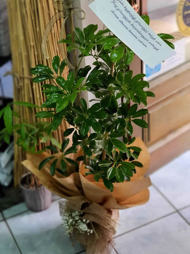 İkili Schefflera (Şeflera) - Tavşanlı Buse Çiçek