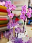 Çiçekçi - İki Dal Mor Orkide 