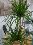 Çiçekçi - Orta Boy İkili Dracena Marginata