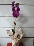 Çiçekçi - Tek Dal Mor Orkide