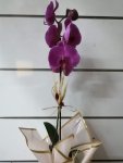 Çiçekçi - Tek Dal Mor Orkide