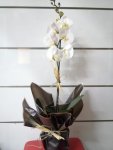 Çiçekçi - Tek Dal Beyaz Orkide