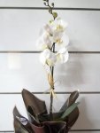 Çiçekçi - Tek Dal Beyaz Orkide