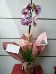 Çiçekçi - Tek Dal Benekli Orkide