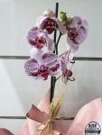 Çiçekçi - Tek Dal Benekli Orkide