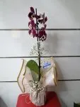 Çiçekçi - Tek Dal Desenli Orkide