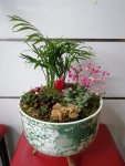 Çiçekçi - Teraryum 4