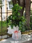 Çiçekçi - Ficus Benjamin